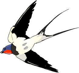 swallow flying